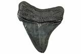 Fossil Megalodon Tooth - South Carolina #301827-1